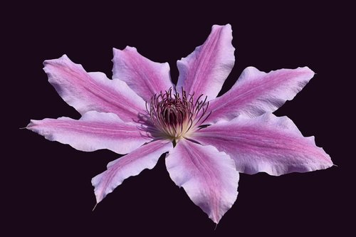 clematis  flower  garden