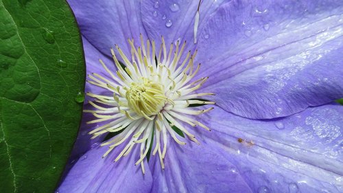 clematis  flower  purple