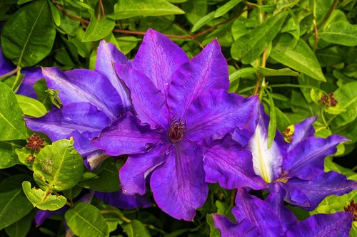 clematis  blossom  bloom