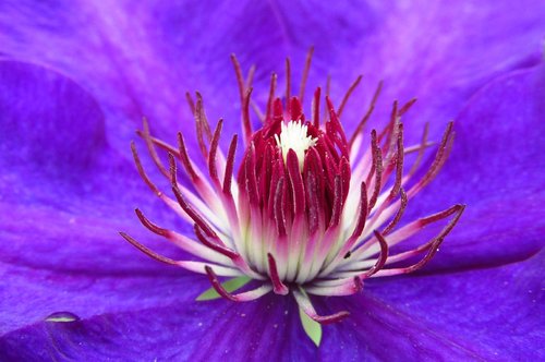 clematis  flower  macro