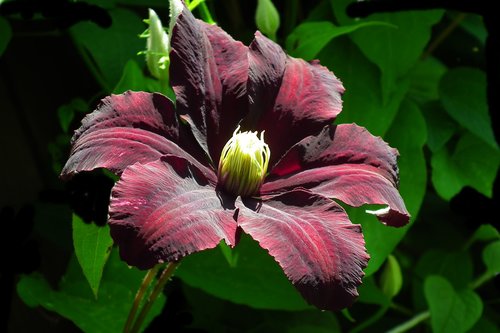 clematis  creeper  garden