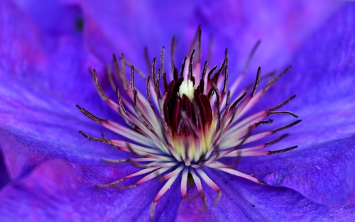 clematis  flower  flora