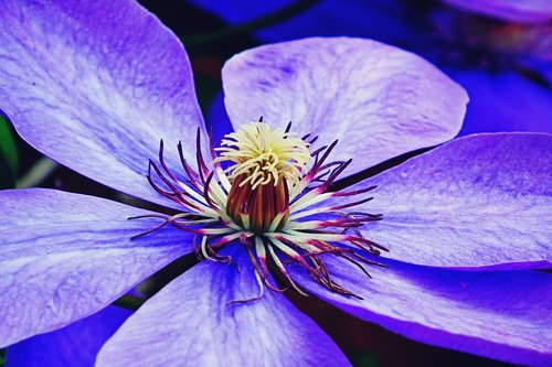 clematis  creeper  flower