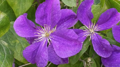 clematis flowers purple