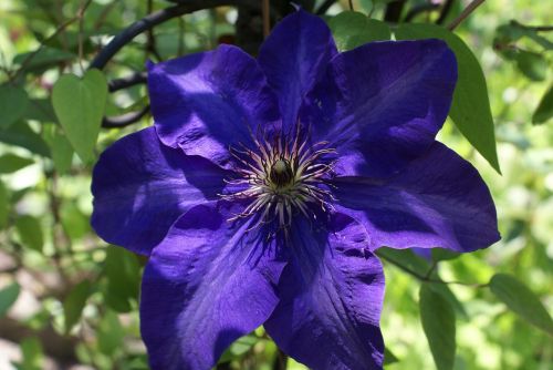 clematis flower purple