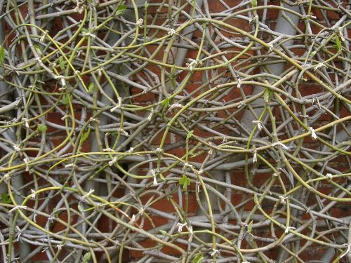 clematis branches winter