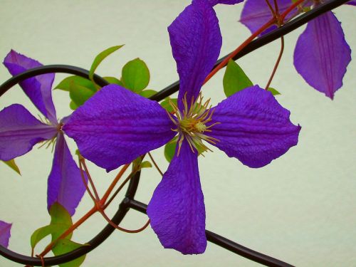 clematis flower purple