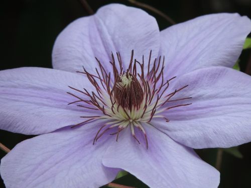 clematis morning glory flower