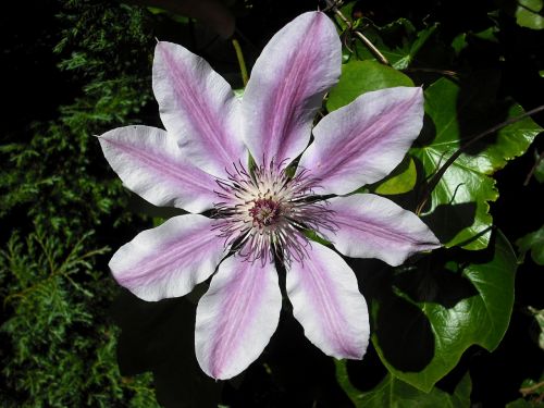 clematis flower nellie moser