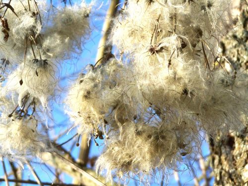 clematis nature white