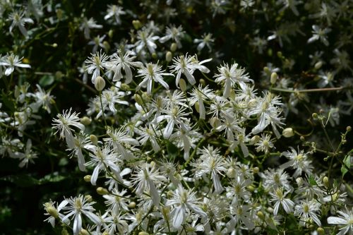 clematis flowers spring