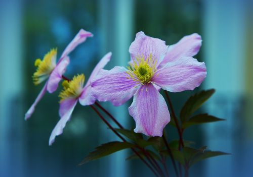 clematis blossom bloom