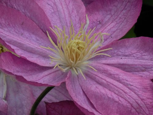 clematis bloom plant