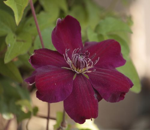 clematis pink