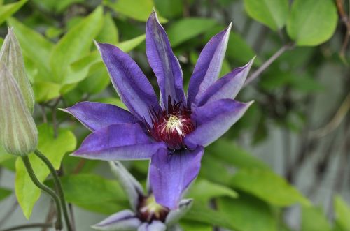 clematis blossom bloom