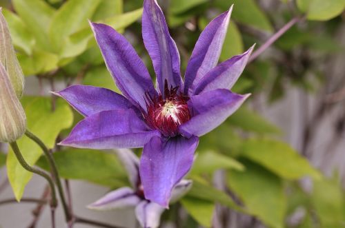 clematis blossom bloom