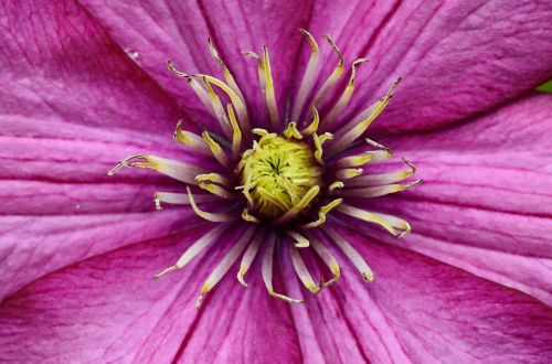 clematis blossom bloom