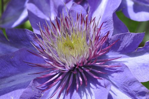 clematis blossom bloom