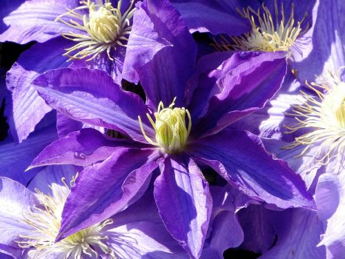 clematis purple violet