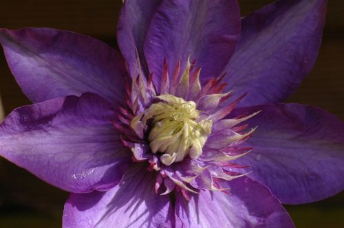 clematis climber purple