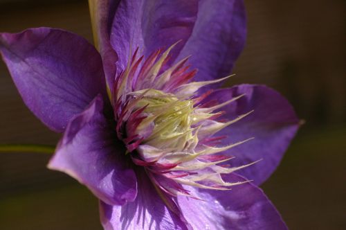 clematis climber blossom