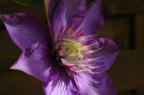 clematis climber blossom