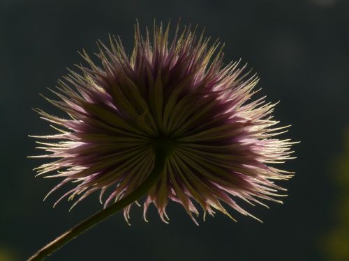 clematis fruit back light