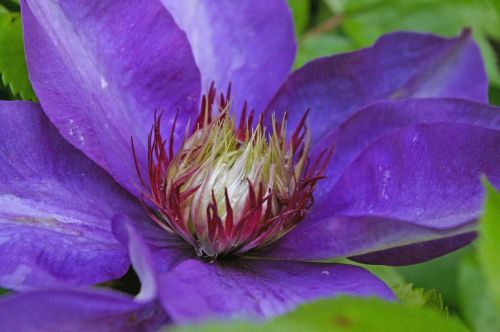 clematis blossom bloom