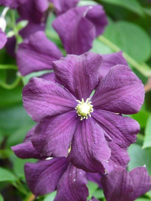 clematis flower flora