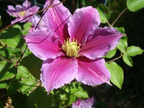 clematis flower bloom