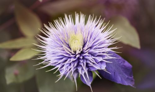 clematis flower blossom