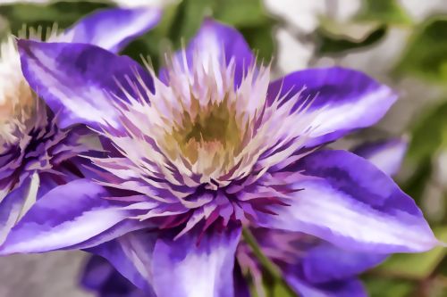 clematis flower blossom