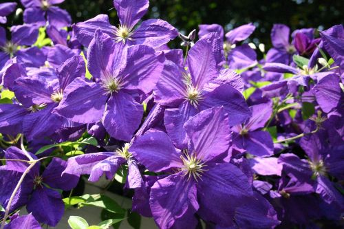 clematis flowers purple