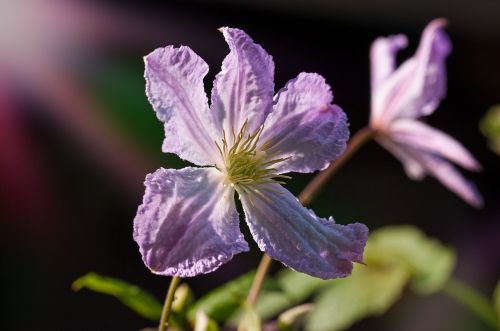 clematis flower blossom