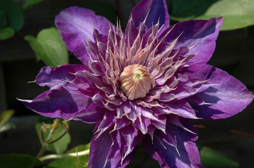 clematis purple flower