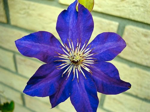 clematis flower blue