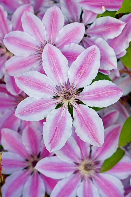 Clematis Flowers