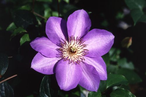 clematis hybrid flower bloom