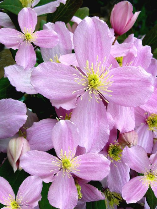 clematis montana flowers pink