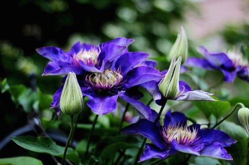 clematis multi blue  flower  blue