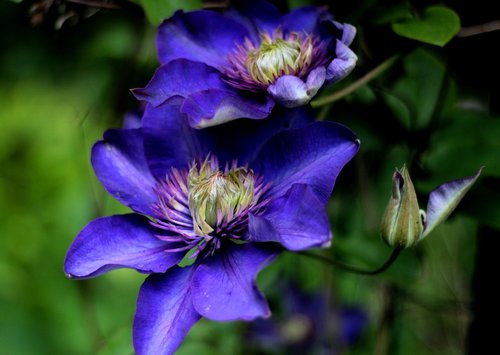 clematis multi blue  climber  blue