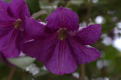 clematita flower mov