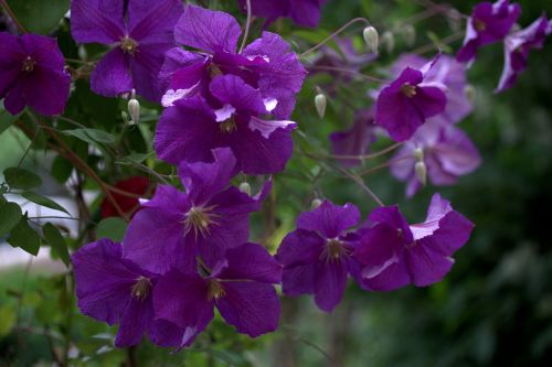 clematita flower mov