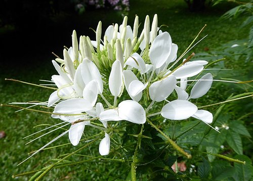 cleome  flower  white
