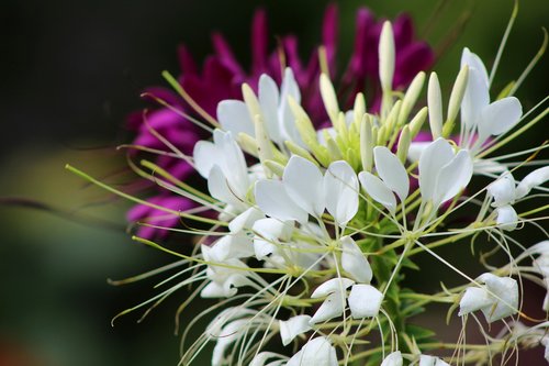 cleome  kattensnor  white