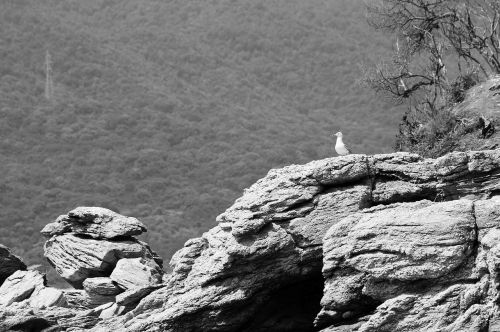 cliff seagull rocky
