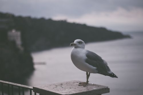cliff bird seagull