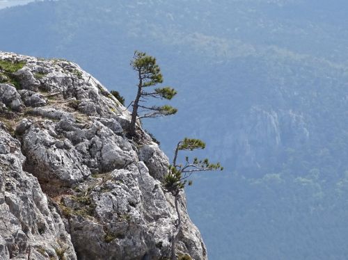 cliff pine nature