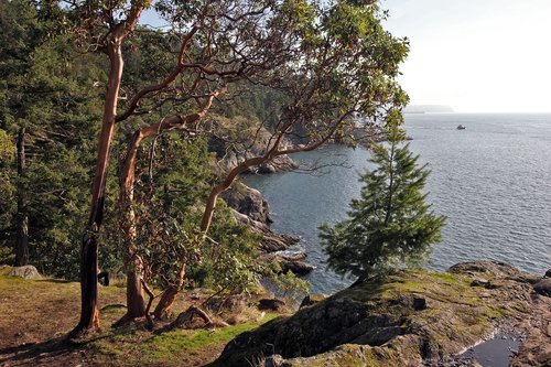 cliff  ocean  trees
