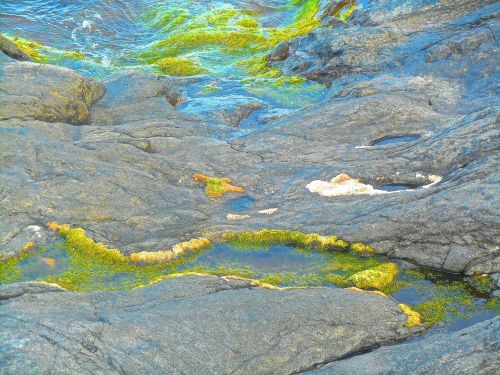 cliff seagrass green